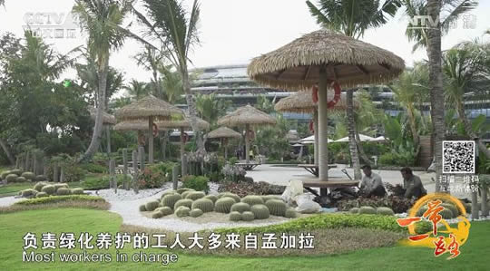 負責碧桂園森林城市綠化的孟加拉工人